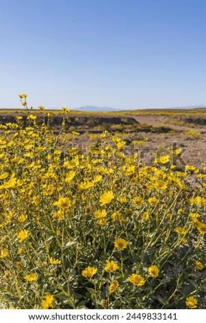 wild flowers in the desert 
