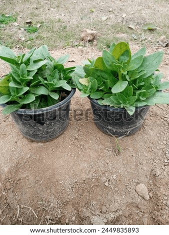 Green Plant Stock Photo, Picture and Royalty