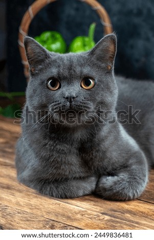 Macro photography our beloved 7 month old British kitten Gray Let's support with likes High resolution 