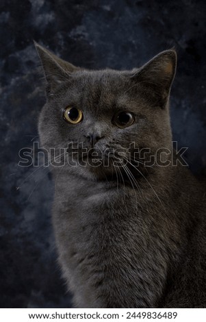 Macro photography our beloved 7 month old British kitten Gray Let's support with likes High resolution 
