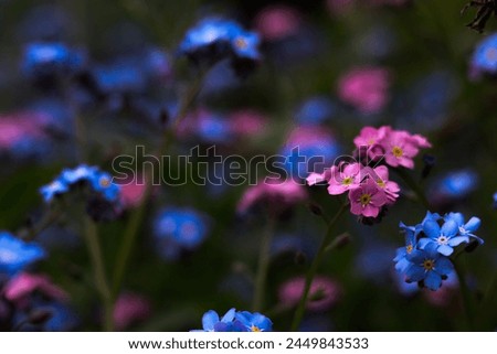 Pink and blue little dainty flowers Royalty-Free Stock Photo #2449843533