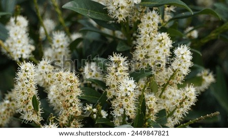 Cherry Laurel (Prunus laurocerasus): Evergreen elegance, landscape versatility. Ornamental shrub with fragrant white flowers, in the garden. Spring season