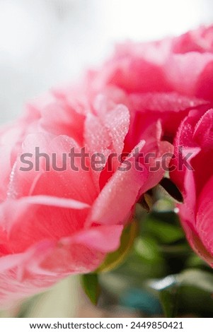 Close up of coral peonies with dew drops, Bouquet of coral peonies in wicker basket. Vibrant colorful bouquet peonies Royalty-Free Stock Photo #2449850421