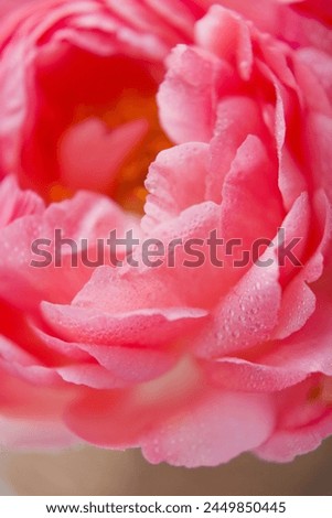 Close up of coral peonies with dew drops, Bouquet of coral peonies in wicker basket. Vibrant colorful bouquet peonies Royalty-Free Stock Photo #2449850445