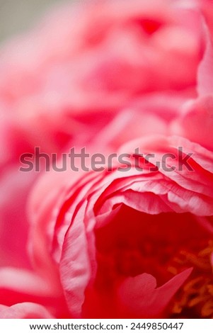 Close up of coral peonies. Bouquet of coral peonies in mint color bucket. Vibrant colorful bouquet peonies Royalty-Free Stock Photo #2449850447