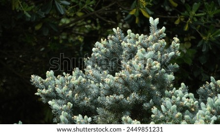 Blue spruce (Picea pungens) new leaves growing, in the garden. Ornamental tree. Spring season