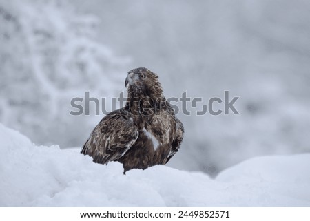 Majestic golden eagle perched in the snow with a snowy forest background