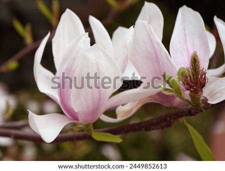 Beautiful pink magnolia flowers on tree. Magnolia blooms in spring garden Blooming magnolia, tulip tree. Magnolia Sulanjana close-up spring background Close-up of beautiful flower First spring flowers Royalty-Free Stock Photo #2449852613