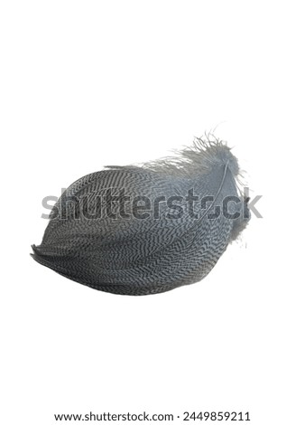 These bronze tinged feathers come from the back of the mallard drake and are used for traditional salmon flies, dry fly wings, nymph legs, wing cases and tails. Isolated on white background. 