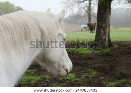 White horse in Texas farm field on dreary overcast day. Royalty-Free Stock Photo #2449859431