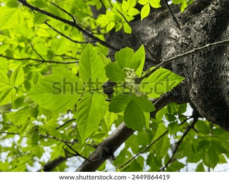 Acer negundo Flamingo, maple. Fresh leaves of ash tree in spring.  Ash-leaved maple Acer negundo flowers in early spring, sunny day and natural environment, blurred background. Royalty-Free Stock Photo #2449864419