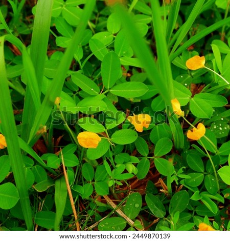 The Landep plant or porcupine flower (Barleria prionnitis) is a plant that grows wild and has yellow flowers.