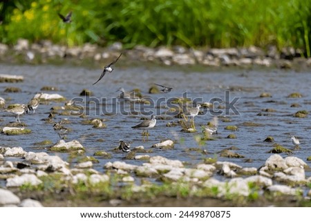 Shore birds and swallows by the river during the autumn migration to the south Royalty-Free Stock Photo #2449870875