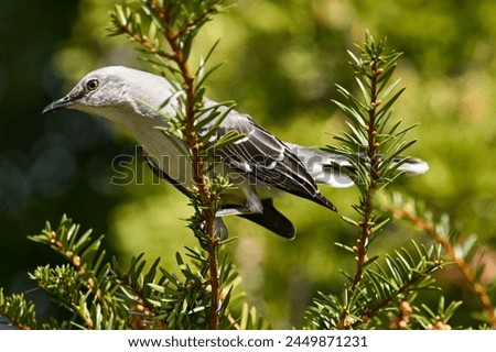 A Northern Mockingbird hops on a tree limb on a sunny spring day in Portland, Maine.