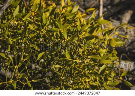 Close-up of a mistletoe plant with many white berries. Christmas background.