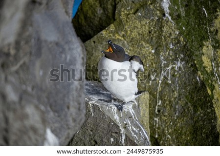 Alca torda. Black-and-white seabird with a thick and blunt bill. Breeds in colonies on rocky islands; winters on the ocean.  Royalty-Free Stock Photo #2449875935