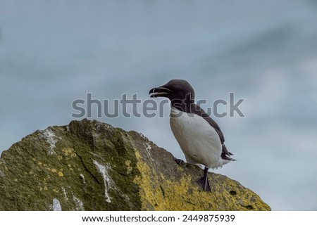 Alca torda. Black-and-white seabird with a thick and blunt bill. Breeds in colonies on rocky islands; winters on the ocean.  Royalty-Free Stock Photo #2449875939