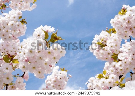 Branches of blossoming cherry with soft focus on gentle light blue sky background in sunlight with copy space. Beautiful floral image of spring nature