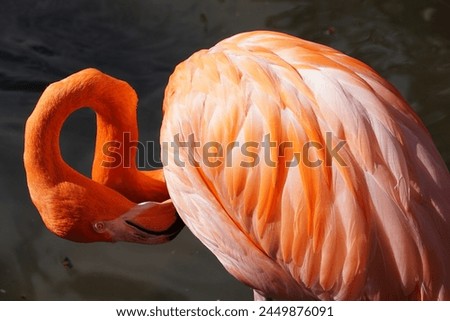 A colorful close up of an elegant flamingo cleaning its beautiful pink and orange feathers with its big beak by the water of the swamps of the Florida Everglades on a sunlit evening. Royalty-Free Stock Photo #2449876091