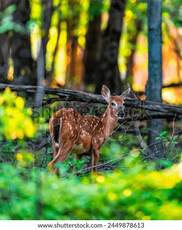 Wild Young Deer in Natural Habitat, Forest Wildlife Photography, Animal Portrait, Bambi-Like Fawn, Nature’s Beauty, Environmental Conservation, Outdoor Adventure, Springtime Wildlife, New Life in Lush