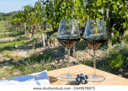 Tasting of red Bordeaux wine, Merlot or Cabernet Sauvignon red wine grapes on cru class vineyards in Pomerol, Saint-Emilion wine making region, France, Bordeaux Royalty-Free Stock Photo #2449878873