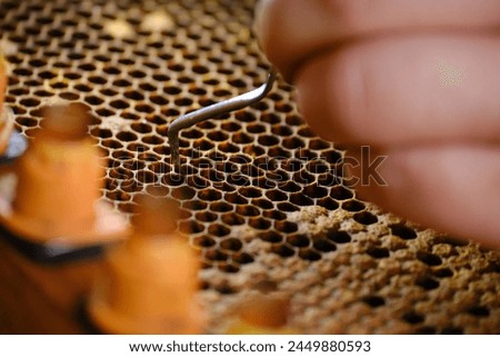 extraction of larvae from honeycomb for transfer to artificial queen rearing chambers. honey bee larvae for queen grafting