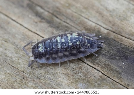 Natural closeup on an Common woodlouse, Oniscus asellus on a piece of wood