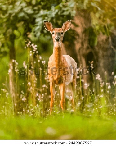 Serene Deer in Lush Meadow, Wildlife Photography, Golden Hour Light, Nature’s Tranquility, Forest Edge Habitat, Majestic Animal Portrait, Spring Bloom, Outdoor Adventure, Peaceful Wilderness, Vibrant 