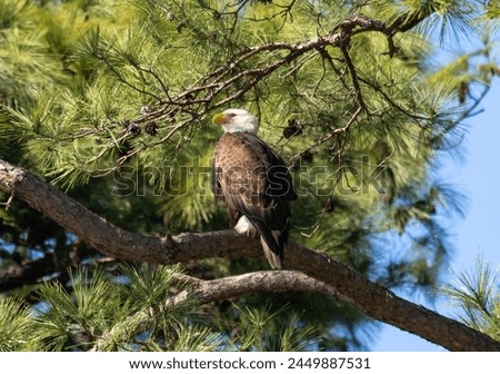 Adult bald eagle perched in a loblolly pine tree in The Woodlands, Texas. Royalty-Free Stock Photo #2449887531