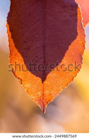 Backlit Fall Leaves. Detail of backlit yellow autumn leaves on a sunny day. Autumn background with leaves. Colorful Foliage during the Autumn season.