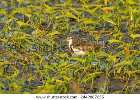  beautiful photograph of Pheasant-tailed jacana calmly in turquoise blue lake pond sea mangrove forest bird sanctuary wildlife reflections ripples fresh clear water wallpaper wetlands swamp marshland