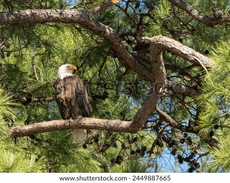 Adult bald eagle perched in a loblolly pine tree facing right in The Woodlands, Texas. Royalty-Free Stock Photo #2449887665