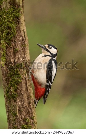 Great spotted woodpecker against the tree