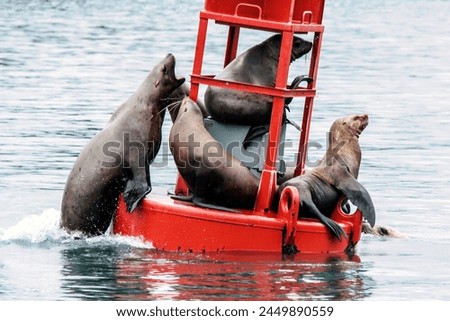 Eared Seals in Juneau Alaska Royalty-Free Stock Photo #2449890559