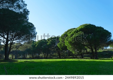 Sunlight and Shadows in the Verdant Forest: Cloud-Like Trees Royalty-Free Stock Photo #2449892015