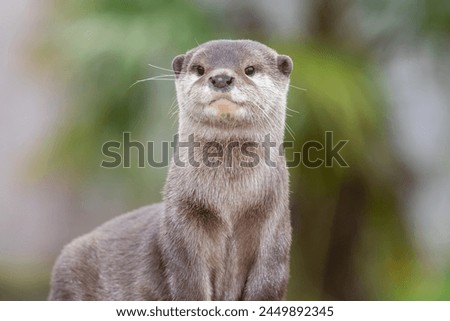 Portrait of an Asian small clawed otter (amblonyx cinerea) Royalty-Free Stock Photo #2449892345