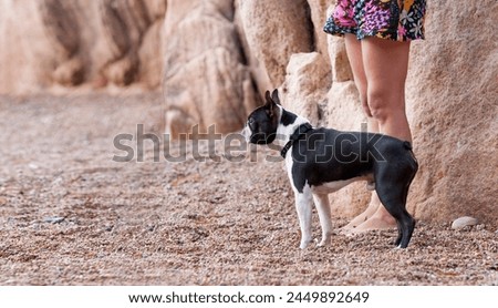 Outdoor head portrait of a 2-year-old black and white dog, young purebred Boston Terrier. Boston Terrier dog standing in the beach. Large copy space, blurry background.