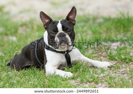 Outdoor head portrait of a 5-year-old black and white dog, young purebred Boston Terrier in a park. Boston Terrier dog posing in city center park, lying in the grass after a walk.