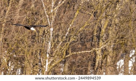 Adult bald eagle flying in woods