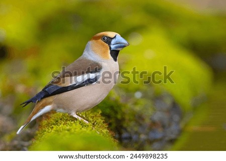 The hawfinch (Coccothraustes coccothraustes) is a passerine bird in the finch family Fringillidae Royalty-Free Stock Photo #2449898235