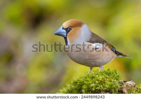 The hawfinch (Coccothraustes coccothraustes) is a passerine bird in the finch family Fringillidae Royalty-Free Stock Photo #2449898243