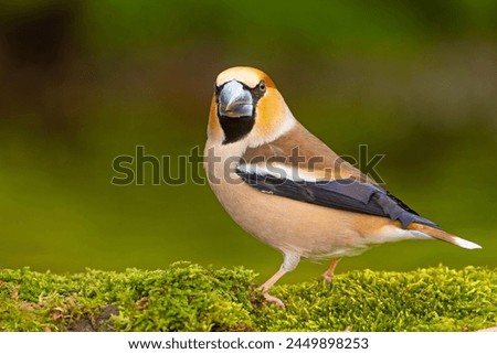 The hawfinch (Coccothraustes coccothraustes) is a passerine bird in the finch family Fringillidae Royalty-Free Stock Photo #2449898253