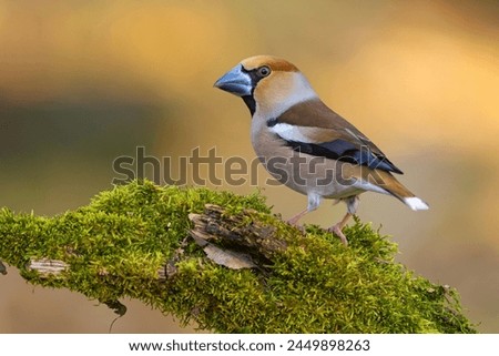 The hawfinch (Coccothraustes coccothraustes) is a passerine bird in the finch family Fringillidae Royalty-Free Stock Photo #2449898263