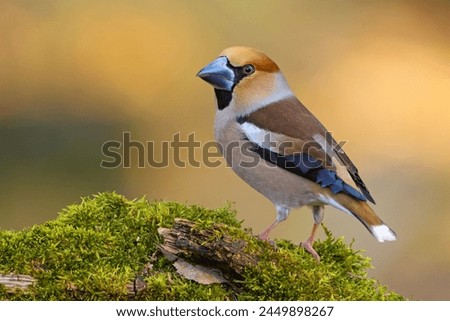 The hawfinch (Coccothraustes coccothraustes) is a passerine bird in the finch family Fringillidae Royalty-Free Stock Photo #2449898267