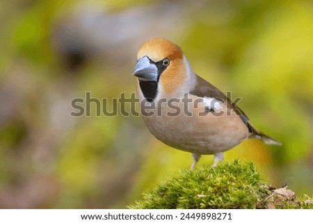The hawfinch (Coccothraustes coccothraustes) is a passerine bird in the finch family Fringillidae Royalty-Free Stock Photo #2449898271