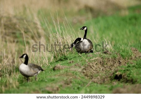 Natural animals as a family. Wild geese on the dike in the green grass.