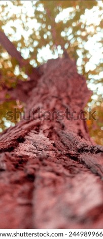 Red Color Tree closeup photo zoom. Beautiful Tree closeup. Red tree .trees beautiful.amazon jungle.pakistan trees . beautiful trees