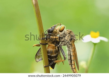 The Asilidae are the robber fly family, also called assassin flies. They are powerfully built, bristly flies with a short, stout proboscis enclosing the sharp, sucking hypopharynx.  Royalty-Free Stock Photo #2449905079