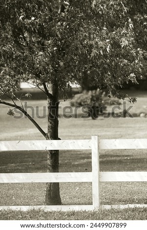 Tree fence fence line. Black and white photo. Wood wooden fencing. Large property Well kept maintained. Landscape service  landscaped. Mowed grass lawn. Summer day. Country rural countryside. Estate.  Royalty-Free Stock Photo #2449907899