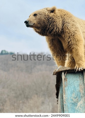 A brown bear stands tall, perched on a height, gazing into the distance, epitomizing strength and wilderness, in a stunning display of wildlife photography.